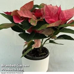 Princettia® 'Pink' - Gift 6 Princettia® 'Pink' - Gift -EcoFlora Sales Shop 1201