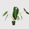 Alocasia Frydek -EcoFlora Sales Shop 20220224 140833 PhotoRoom
