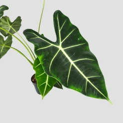 Alocasia Frydek -EcoFlora Sales Shop 20220224 140848 PhotoRoom