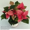Princettia&reg; 'Pink' - Gift