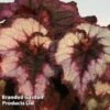 Begonia 'Blackberry Swirl' -EcoFlora Sales Shop 249395