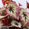 Begonia 'Fireworks' 1 Begonia 'Fireworks' -EcoFlora Sales Shop 249420