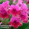Streptocarpus 'Cariad'