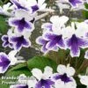 Streptocarpus 'Marion' -EcoFlora Sales Shop 250110