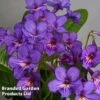 Streptocarpus 'Tanya' -EcoFlora Sales Shop 250115