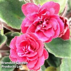 EcoFlora Sales Shop 24 EcoFlora Sales Shop -EcoFlora Sales Shop 254985