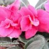Saintpaulia 'Otoe' -EcoFlora Sales Shop 255015