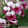 Streptocarpus 'Dwynwen' -EcoFlora Sales Shop 262733