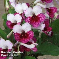 Streptocarpus 'Dwynwen'