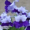 Streptocarpus 'Manon' -EcoFlora Sales Shop 262736