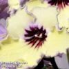 Streptocarpus 'Lemon Sorbet' 1 Streptocarpus 'Lemon Sorbet' -EcoFlora Sales Shop 265514a