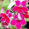 Streptocarpus 'Leah' -EcoFlora Sales Shop 265515a