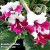 Streptocarpus 'Titania' -EcoFlora Sales Shop 265517a