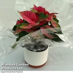 Princettia® 'Pink' - Gift 7 Princettia® 'Pink' - Gift -EcoFlora Sales Shop 3141