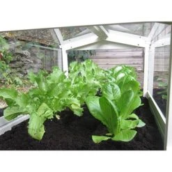 Long Cloche -EcoFlora Sales Shop 505352a