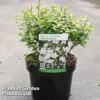 Abelia Zanderi 'Little Richard' -EcoFlora Sales Shop ABEL LITTLERIC S45156