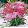 Achillea Millefolium 'Summer Pastels' -EcoFlora Sales Shop ACHI T63820 A