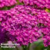 Achillea Millefolium 'Lilac Beauty'