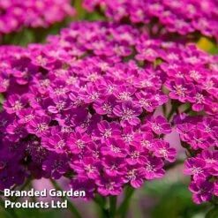 Achillea Millefolium 'Lilac Beauty'