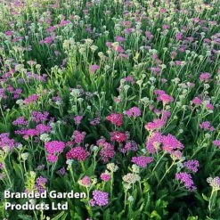 Achillea Millefolium 'Pink Grapefruit' (Tutti Frutti Series) -EcoFlora Sales Shop ACHI PINKGRAPE S44997