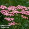 Achillea Millefolium 'Pink Grapefruit' (Tutti Frutti Series) 1 Achillea Millefolium 'Pink Grapefruit' (Tutti Frutti Series) -EcoFlora Sales Shop ACHI PINKGRAPE W44912
