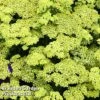Achillea 'Summer Fruits Lemon' -EcoFlora Sales Shop ACHI SUMFRUITL S07891