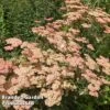 Achillea 'Summer Fruits Salmon' -EcoFlora Sales Shop ACHI SUMFRUSAL W44918