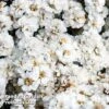 Achillea Ptarmica 'The Pearl' -EcoFlora Sales Shop ACHI THEPEARL L44916