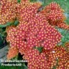 Achillea Millefolium 'Walther Funcke' -EcoFlora Sales Shop ACHI WALTHERFU L44915