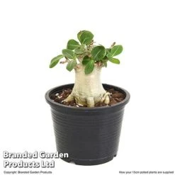 Adenium 'Ansu Baobab' -EcoFlora Sales Shop ADEN BAOBA15CM T49835