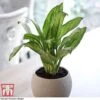 Aglaonema 'Christina' -EcoFlora Sales Shop AGLA TKA2836 A