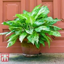 Aglaonema 'Christina' -EcoFlora Sales Shop AGLA TKA2836 C