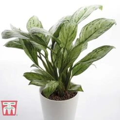 Aglaonema 'Christina' -EcoFlora Sales Shop AGLA TKA2836 D