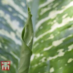 Aglaonema 'Christina' -EcoFlora Sales Shop AGLA TKA2836 E