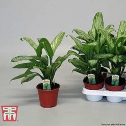 Aglaonema 'Christina' -EcoFlora Sales Shop AGLA TKA2836 F
