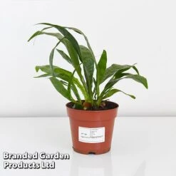 Aglaomorpha Coronans -EcoFlora Sales Shop AGLA CORON12CM T43904