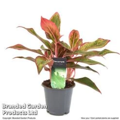 Aglaonema 'Crete' -EcoFlora Sales Shop AGLA CRETE12CM T50173