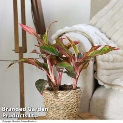 Aglaonema 'Crete' -EcoFlora Sales Shop AGLA CRETE T50175