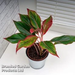 Aglaonema 'Crete' -EcoFlora Sales Shop AGLA CRETE W48793
