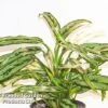 Aglaonema 'Cutlass' -EcoFlora Sales Shop AGLA CUTLASS W48794