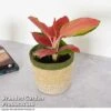 Aglaonema Orange Star -EcoFlora Sales Shop AGLA ORANGESTA T39481