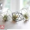 Air Plant Variety Collection -EcoFlora Sales Shop AIR KB3490 A1
