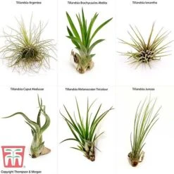 Air Plant Variety Collection -EcoFlora Sales Shop AIR KB3490 B1