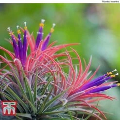 Air Plant Variety Collection -EcoFlora Sales Shop AIR KB3490 D2