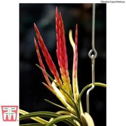 Air Plant Variety Collection -EcoFlora Sales Shop AIR KB3490 E2