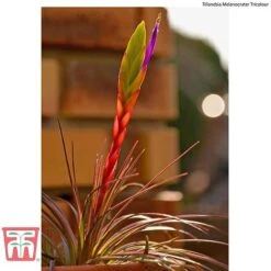 Air Plant Variety Collection -EcoFlora Sales Shop AIR KB3490 F2