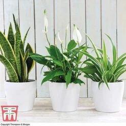 Air Purifying Houseplant Collection -EcoFlora Sales Shop AIR kb3599 A