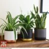 Air Purifying Houseplant Collection -EcoFlora Sales Shop AIR kb3599 B