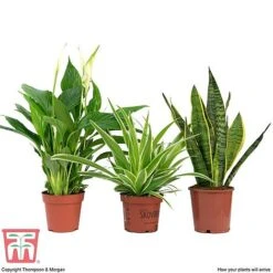 Air Purifying Houseplant Collection -EcoFlora Sales Shop AIR kb3599 C