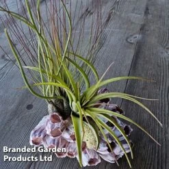 Air Plant Medium Barnacle -EcoFlora Sales Shop AIRP MEDBARNAC S45966